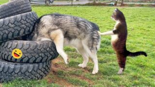 Funny Dogs And Cats Videos 2023 😅 – Best Funniest Animal Videos Of The week #2