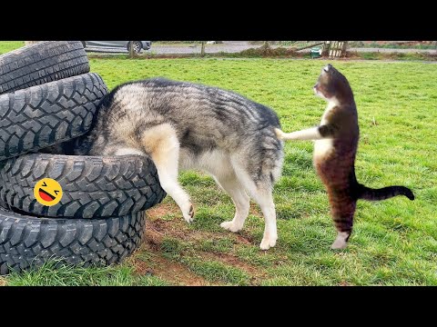 Funny Dogs And Cats Videos 2023 😅 – Best Funniest Animal Videos Of The week #2