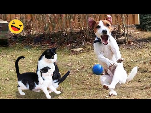 Funny Dogs And Cats Videos 2023 😅 – Best Funniest Animal Videos Of The week #3