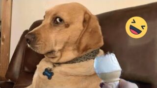 Try Not To Laugh Dogs And Cats 😁 – Best Funniest Animals Video 2023