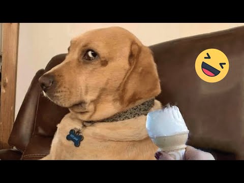 Try Not To Laugh Dogs And Cats 😁 – Best Funniest Animals Video 2023